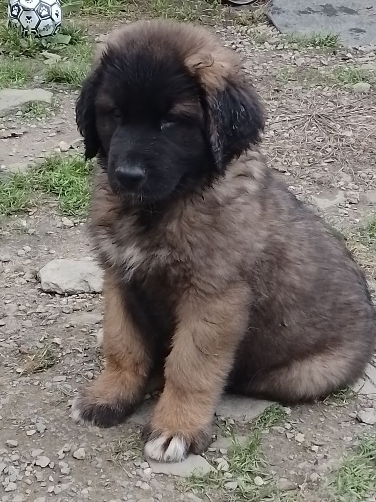 Des Vieilles Charrues - Chiot disponible  - Leonberger