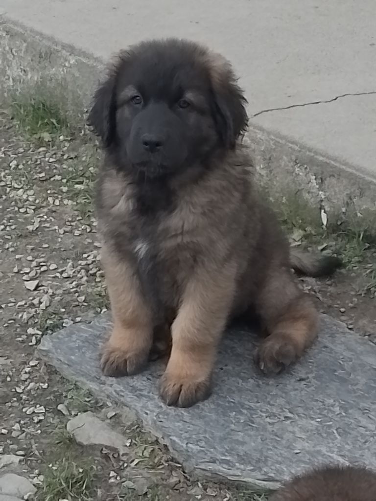 Des Vieilles Charrues - Chiot disponible  - Leonberger