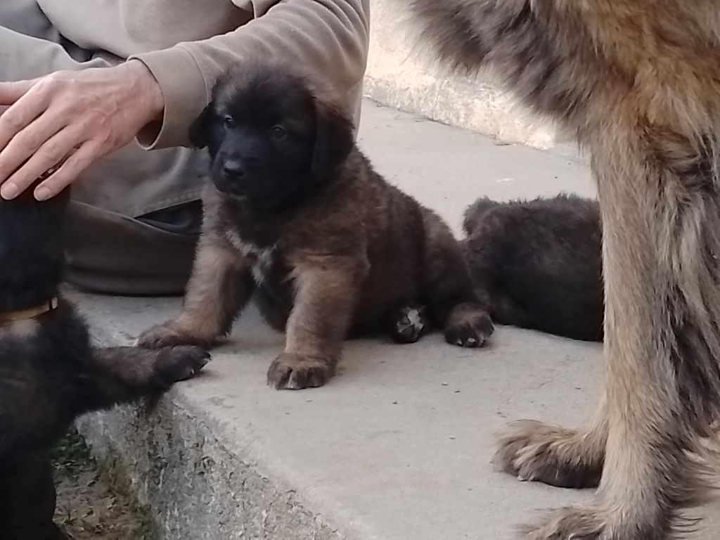 chiot Leonberger Des Vieilles Charrues